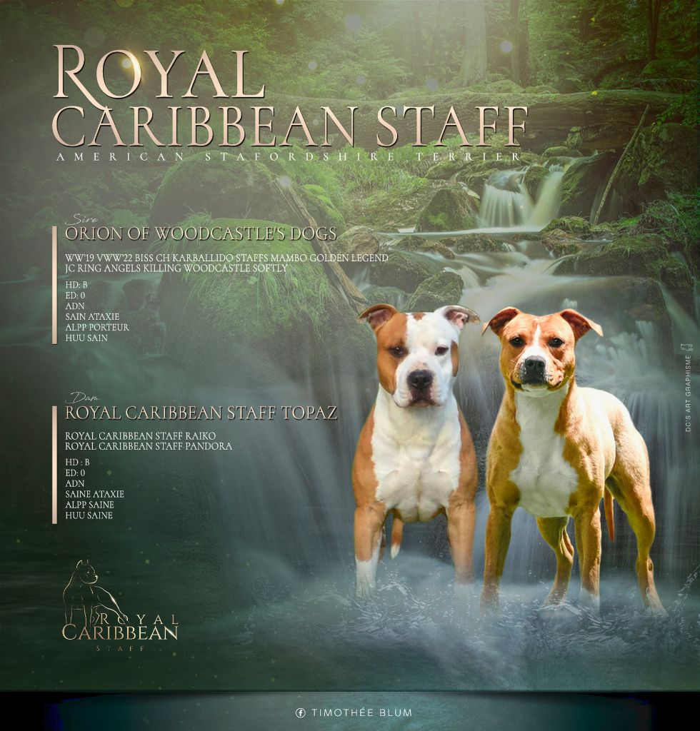 chiot American Staffordshire Terrier Royal Caribbean