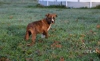 Royal Caribbean - American Staffordshire Terrier - Portée née le 27/10/2020