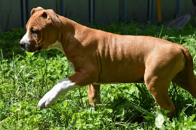 Royal Caribbean - American Staffordshire Terrier - Portée née le 16/03/2022